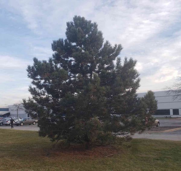 the tree from the hyper-pop duo 100 gecs first album cover